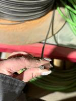 Кабель Olflex 140 4х0.75