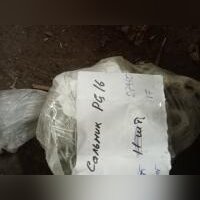 НПА_Сальник PG16 d10-14мм IP54