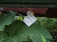 ТРУБА Ф32  ГОСТ 3262-75  ОЦИНК.