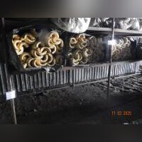 Скорлупа ППУ 76-30 Без покрытия