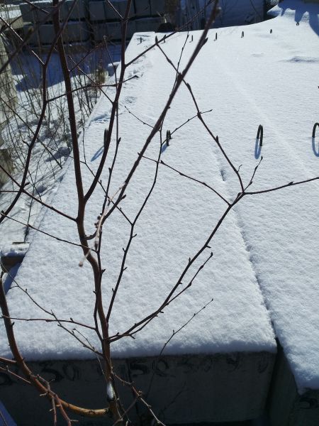 Свая забивная С50.30-9.1